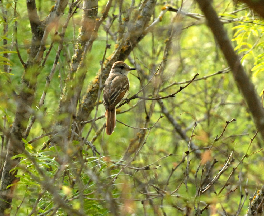 73uvaldecounty 048browncrestedflycatcherzzzzzzzzz.jpg