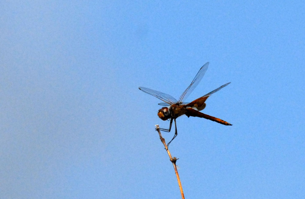73uvaldecounty 053redsaddlebags.jpg