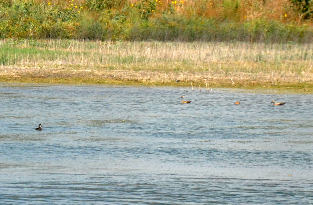 73uvaldecounty 120fishhatcherywaterfowl.jpg