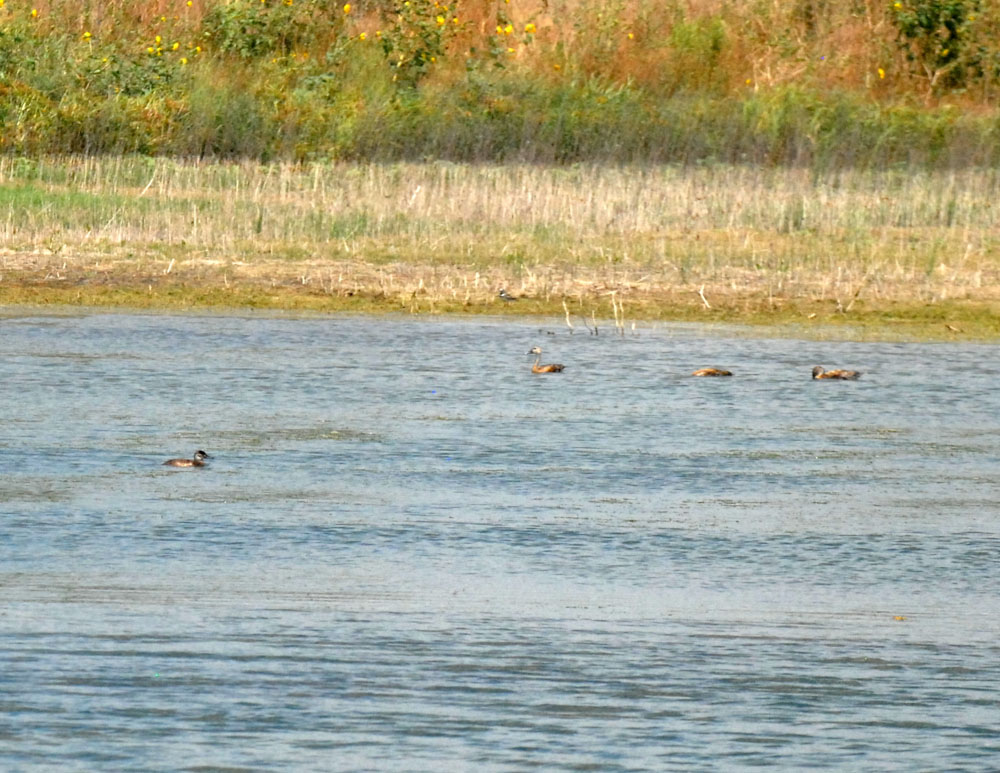 73uvaldecounty 121ruddy duck fish hatchery.jpg