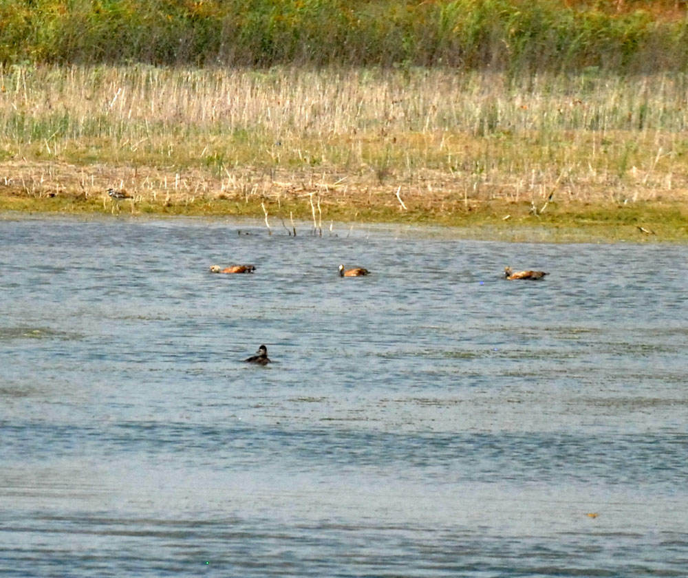 73uvaldecounty 122ruddyduck fish hatchery.jpg