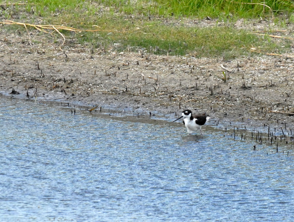 73uvaldecounty 128nesting black-necked stilts fish hatchery.jpg
