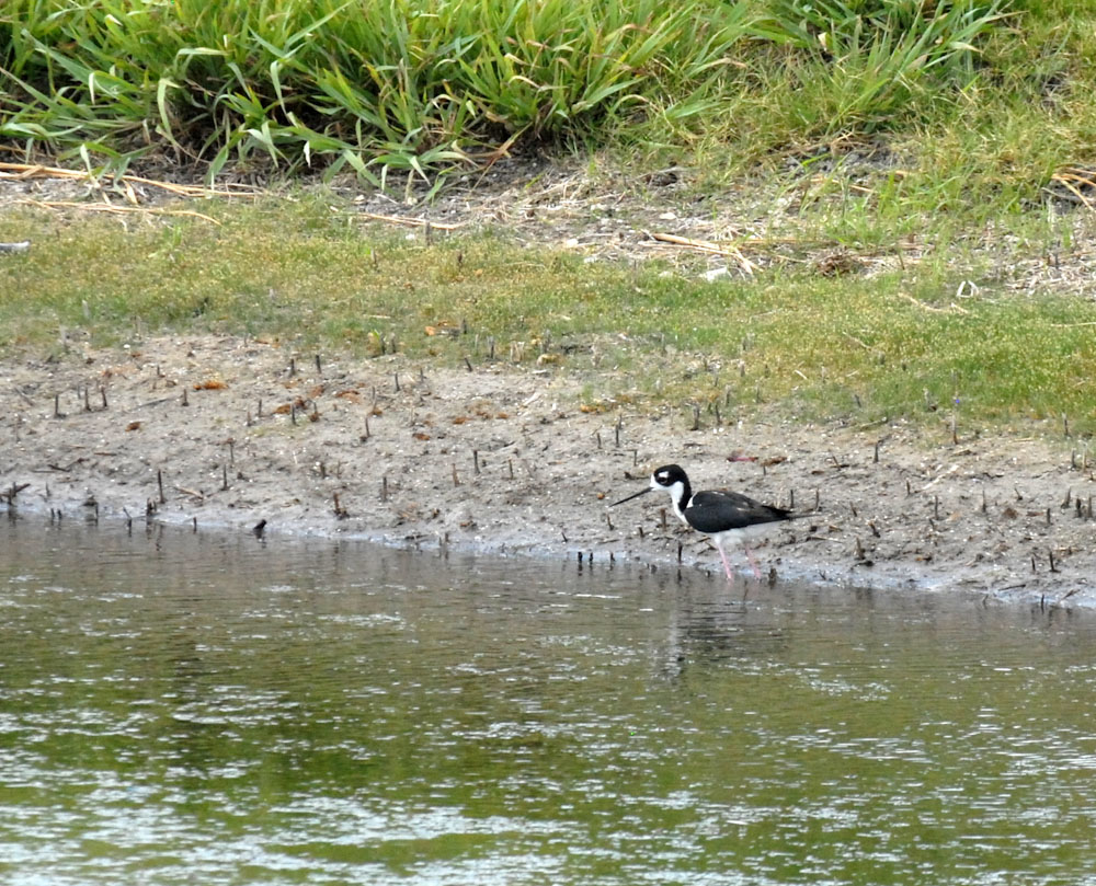 73uvaldecounty 129blackneckedstilts.jpg