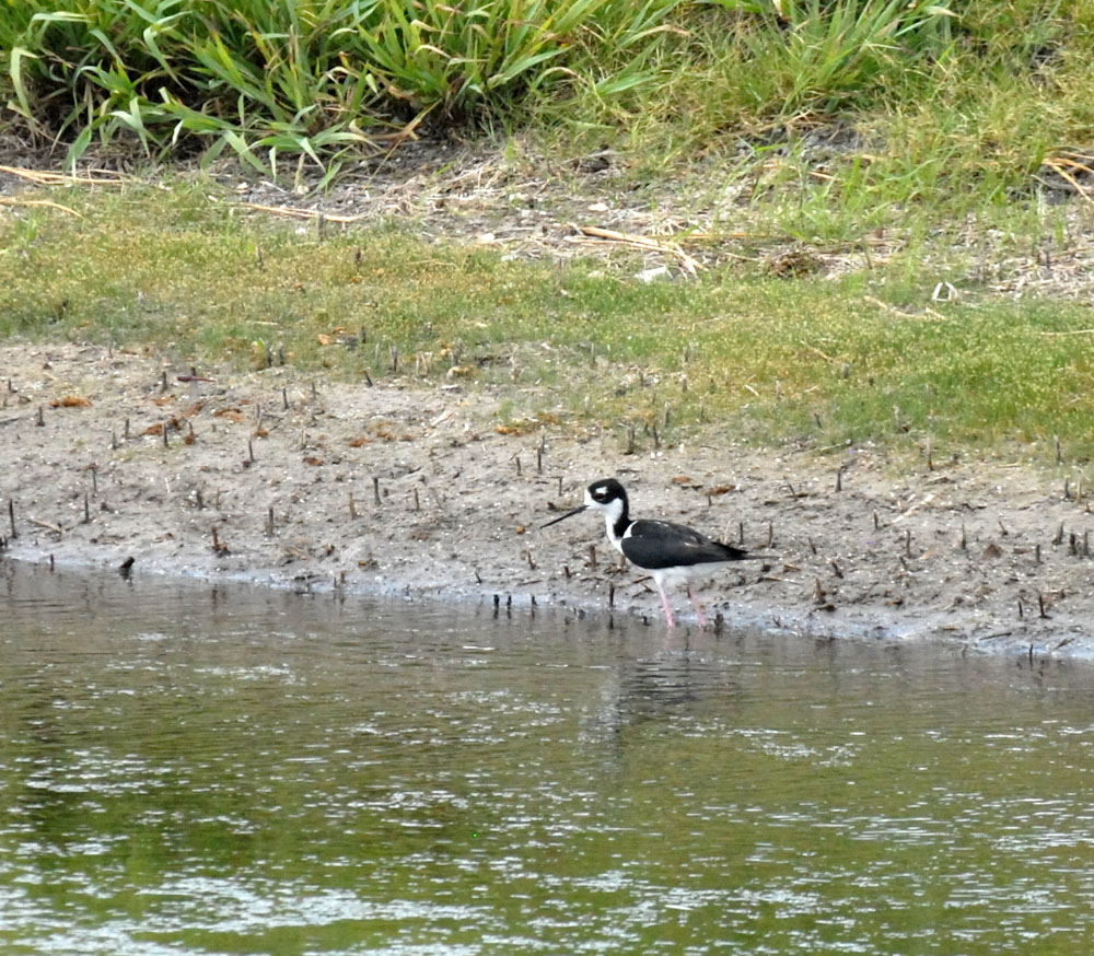 73uvaldecounty 130blackneckedstiltfishhatchery.jpg
