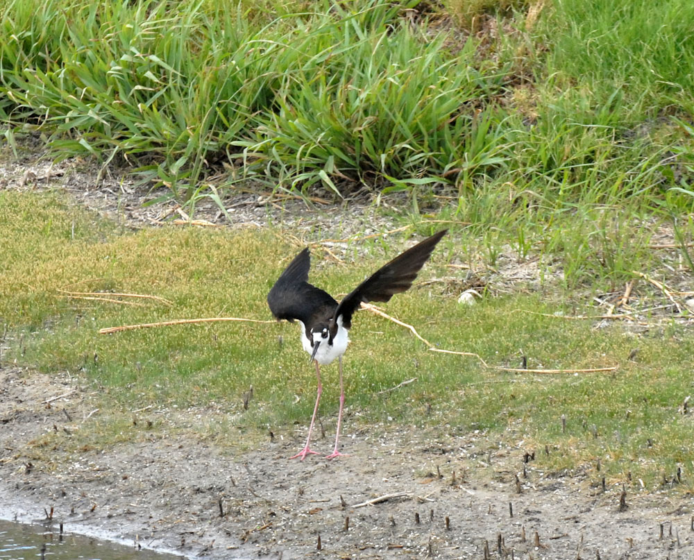 73uvaldecounty 131nest display black-necked stilt fish hatchery.jpg
