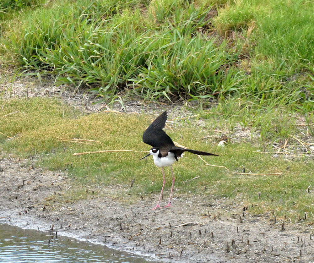 73uvaldecounty 132black-necked stilt fish hatchery displayzzzzzzzzzzzzz.jpg