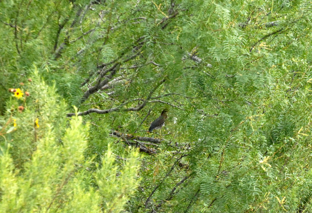 73uvaldecounty 136greenheron fish hatchery.jpg