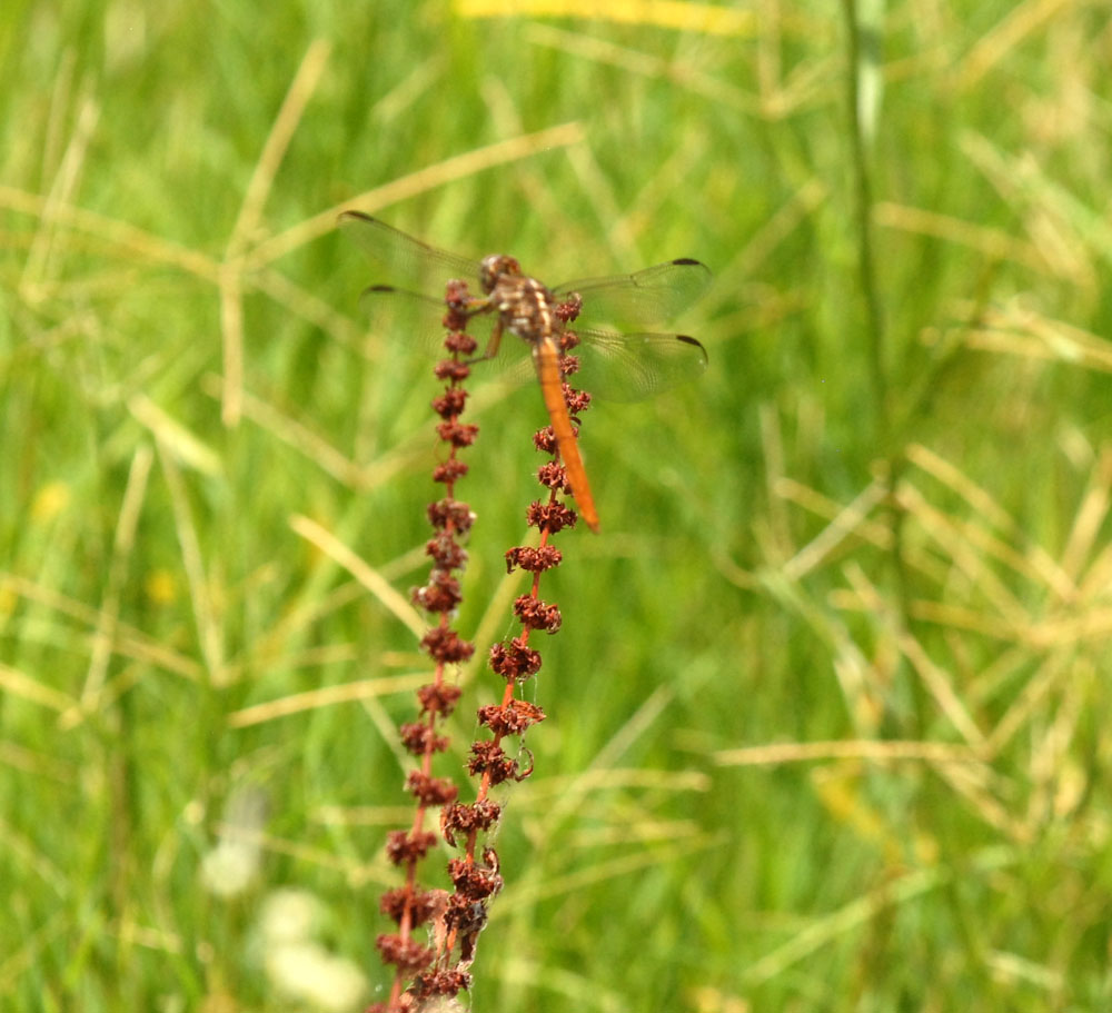 73uvaldecounty 142rosetteskimmer.jpg