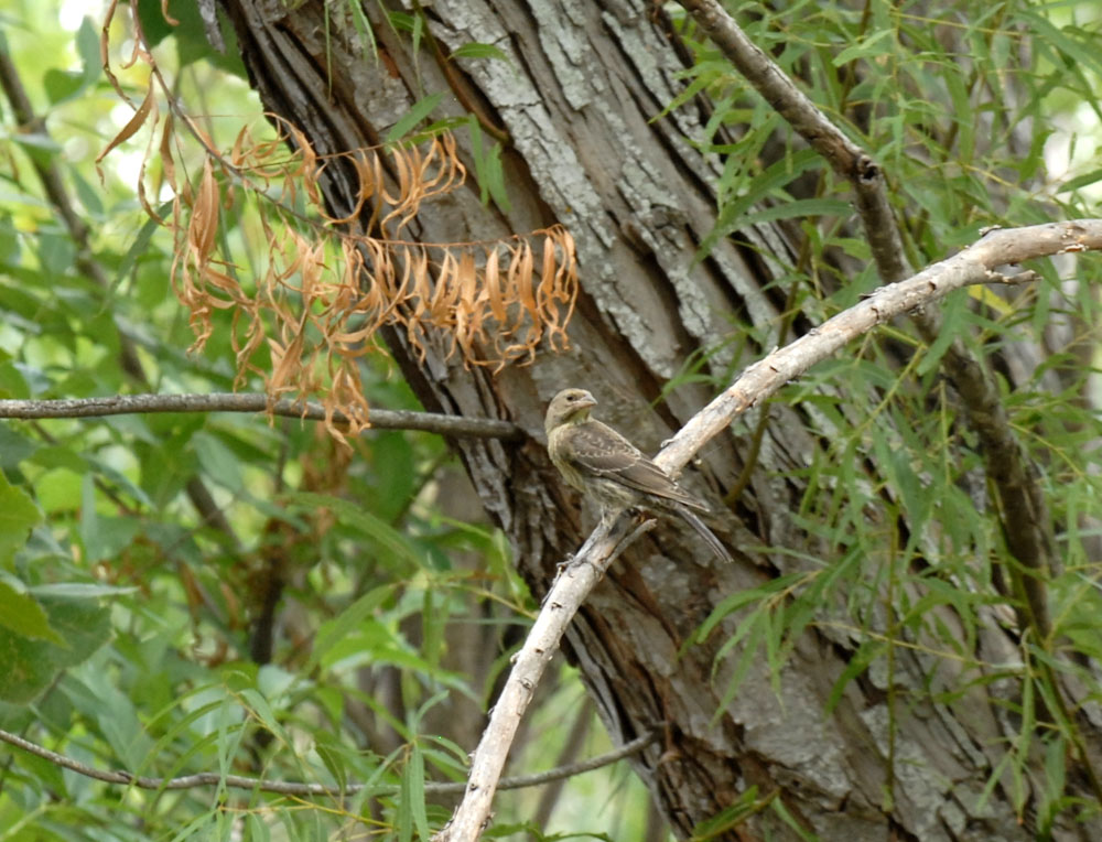 73uvaldecounty 156bhcowbird.jpg