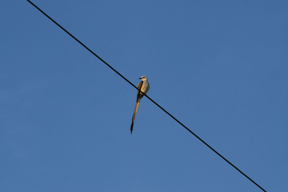 DSC_0011.jpg