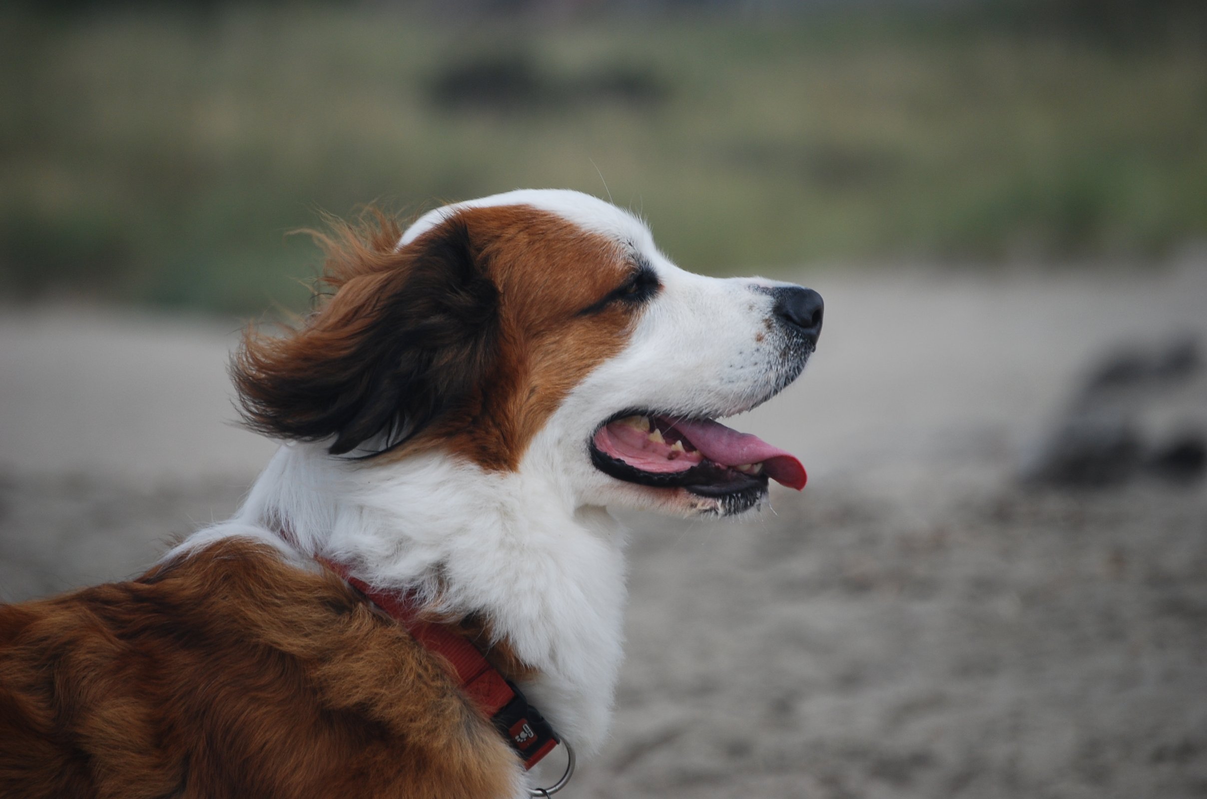 Beach Suzi Q