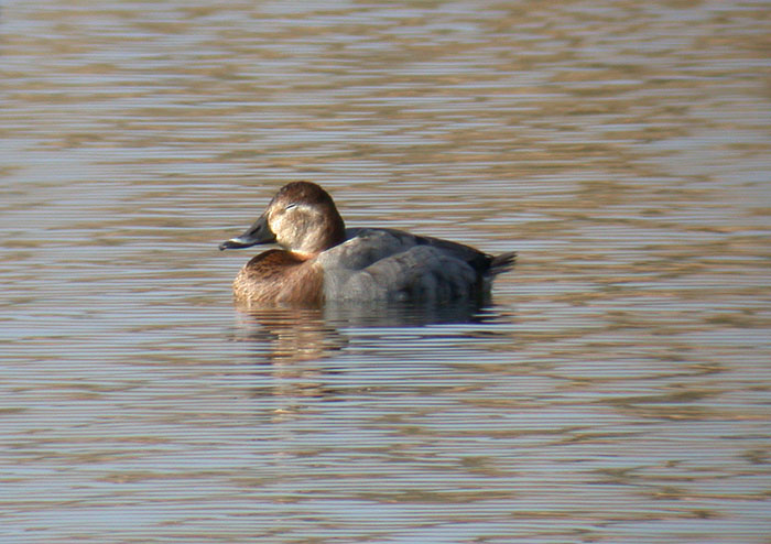 Pochard / Brunand (Aythya ferina)