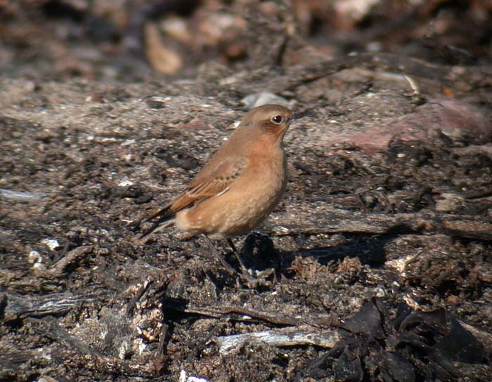 Northern Wheatear / Stenskvtta (Oenanthe oenanthe)