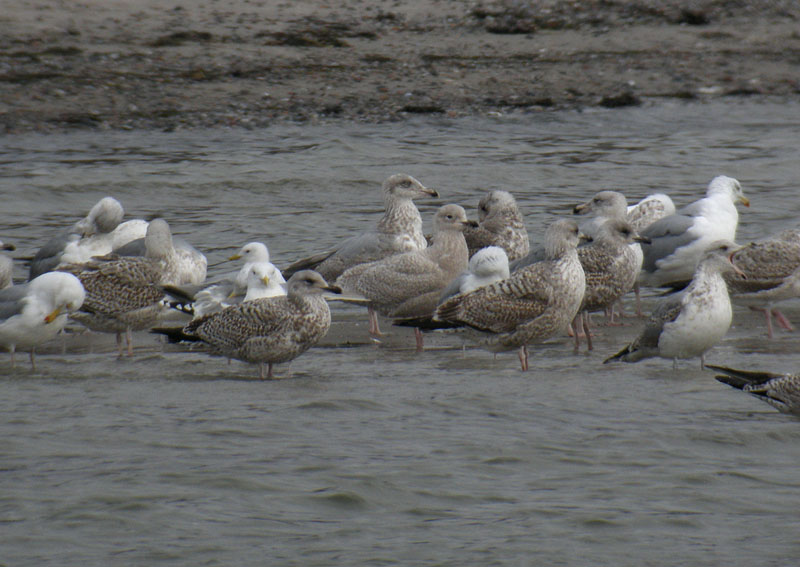 Iceland Gull / Vitvingad trut (Larus glaucoides)