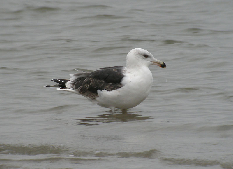 Great Black-backed Gull / Havstrut (Larus marinus)