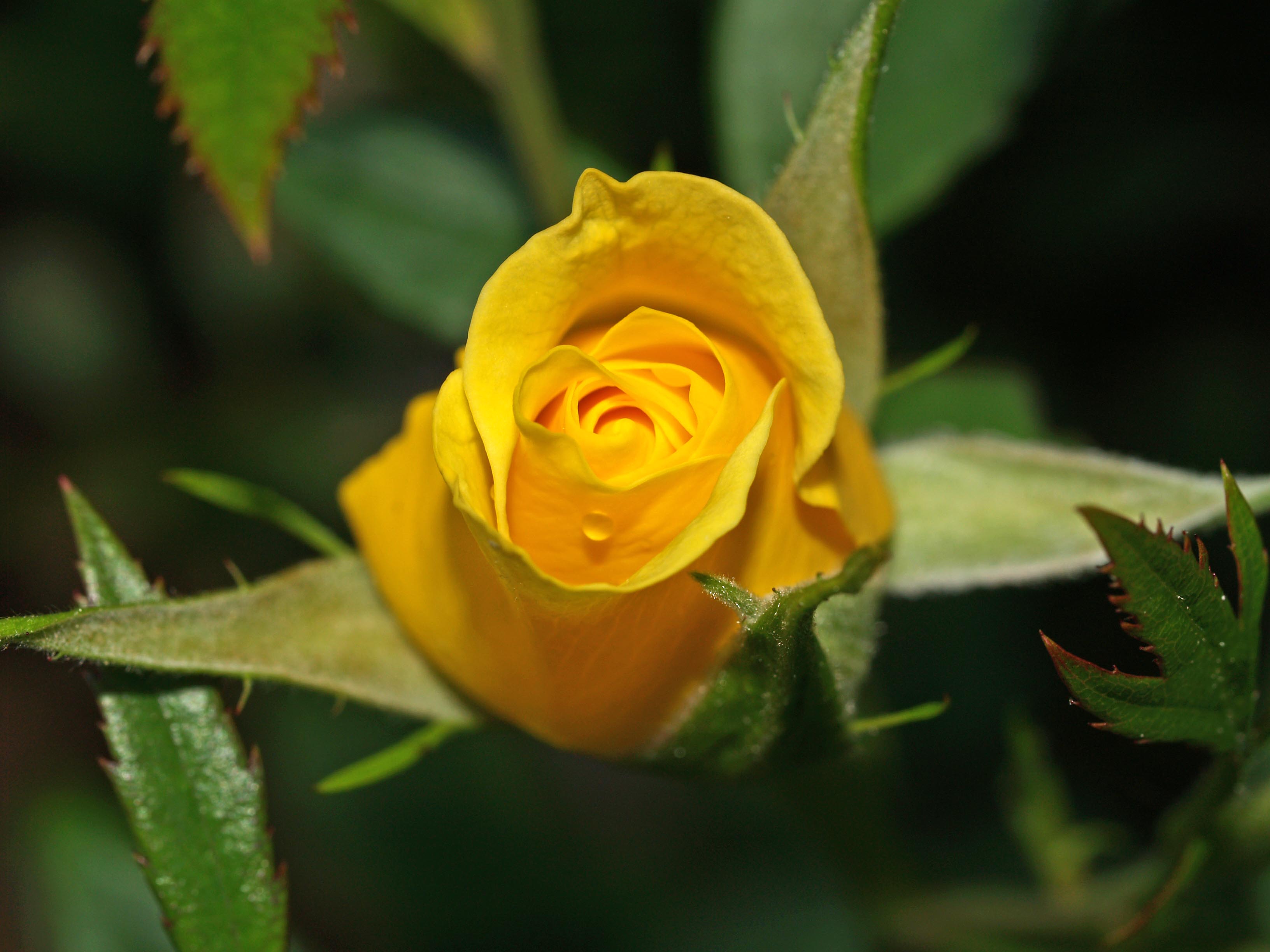 Yellow Rose of Massachusetts