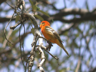 Flame coloured tanager.jpg