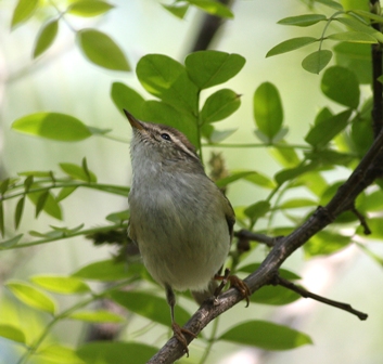 o6/63/874963/1/103828093.2I50y8Xg.ybwarbler.jpg