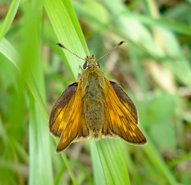 Large Skipper