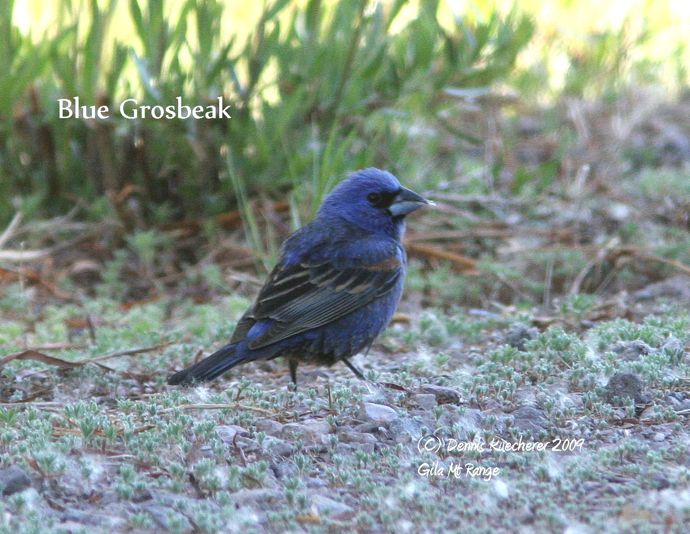 Blue Grosbeak