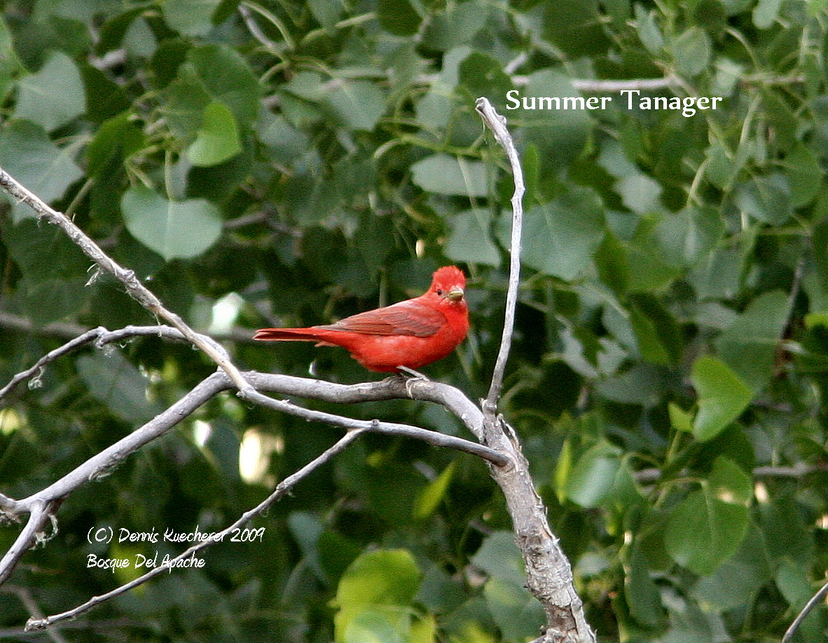 Summer Tanager