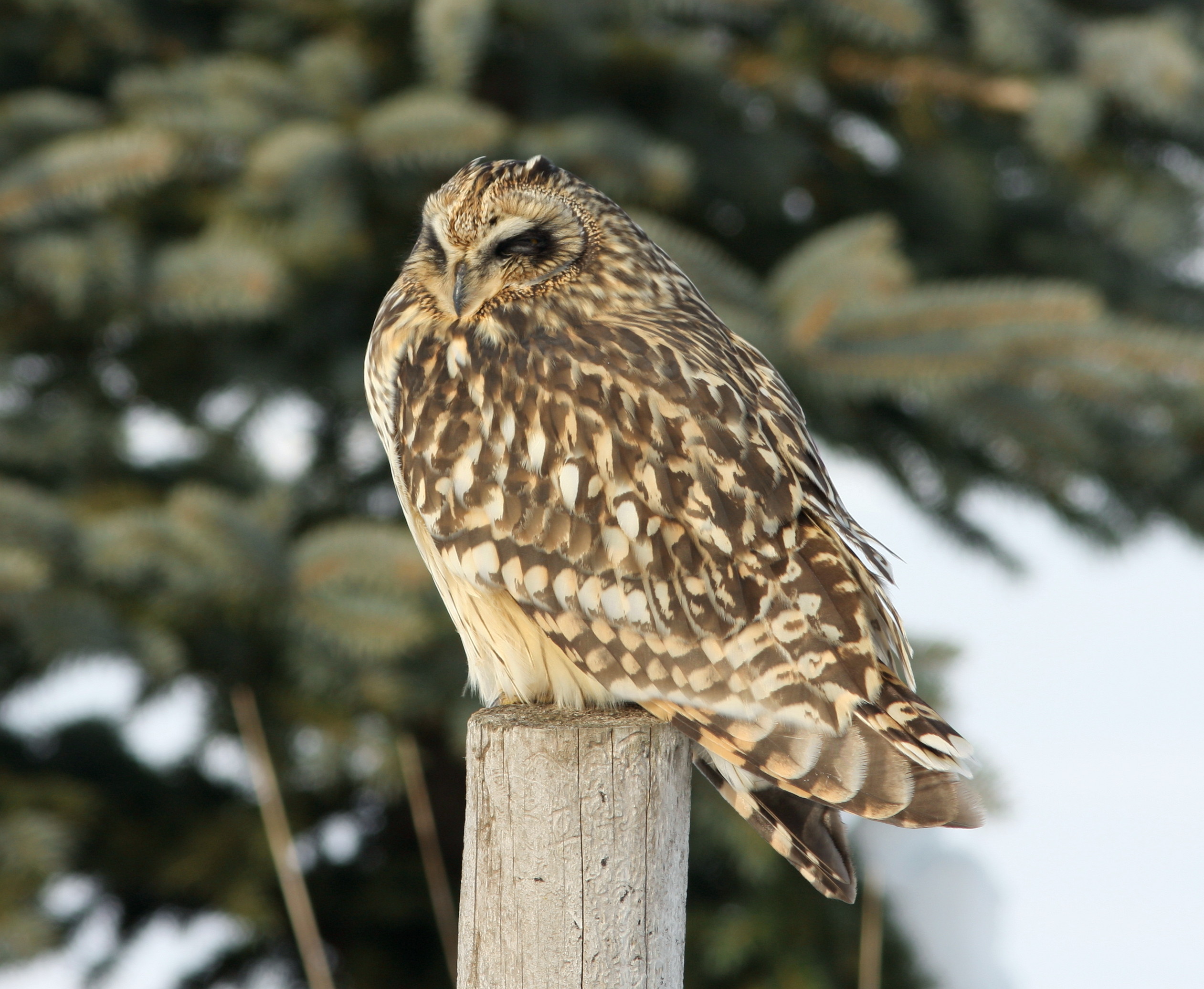 Short-eared Owl