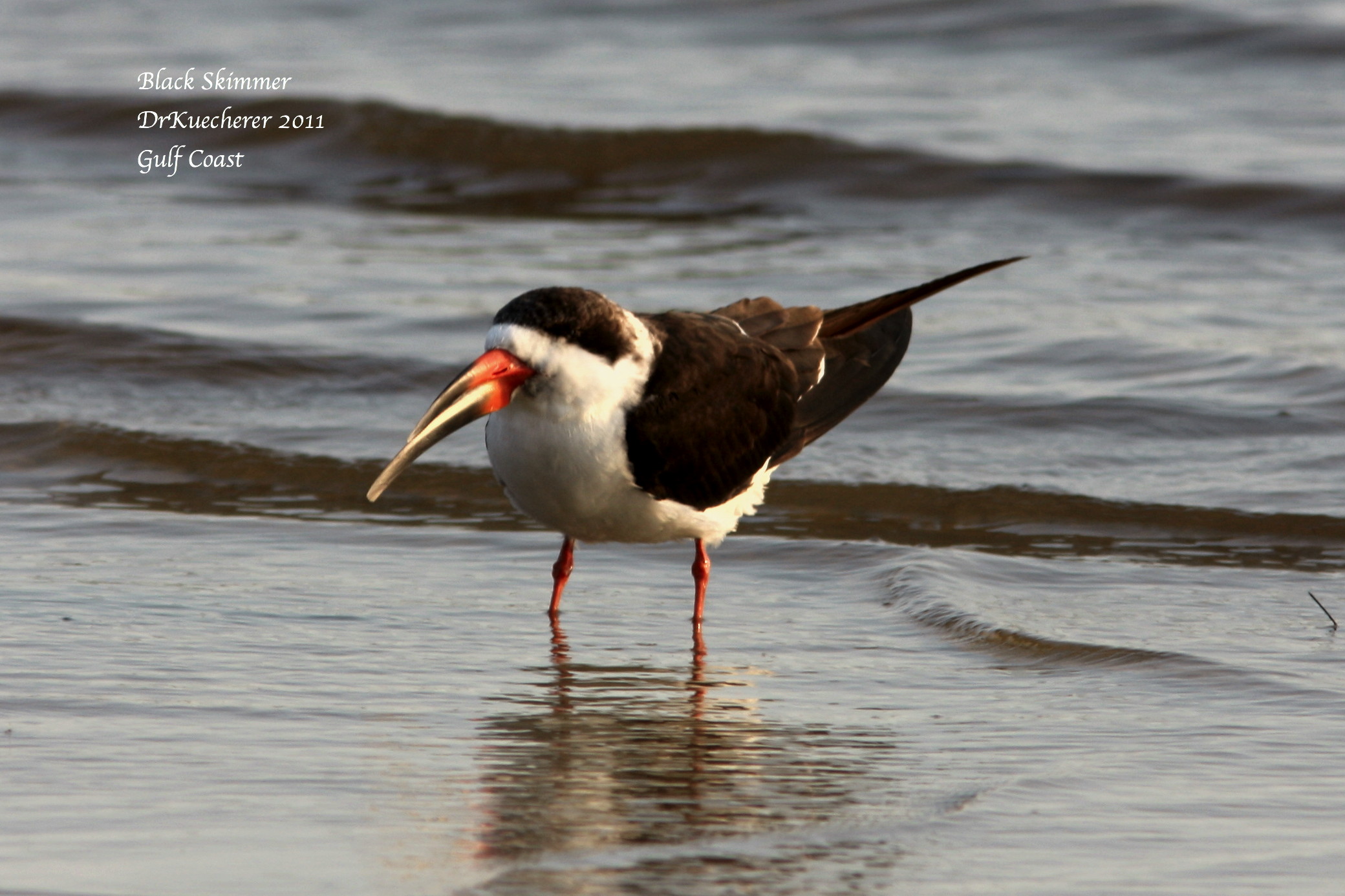 Black Skimmer