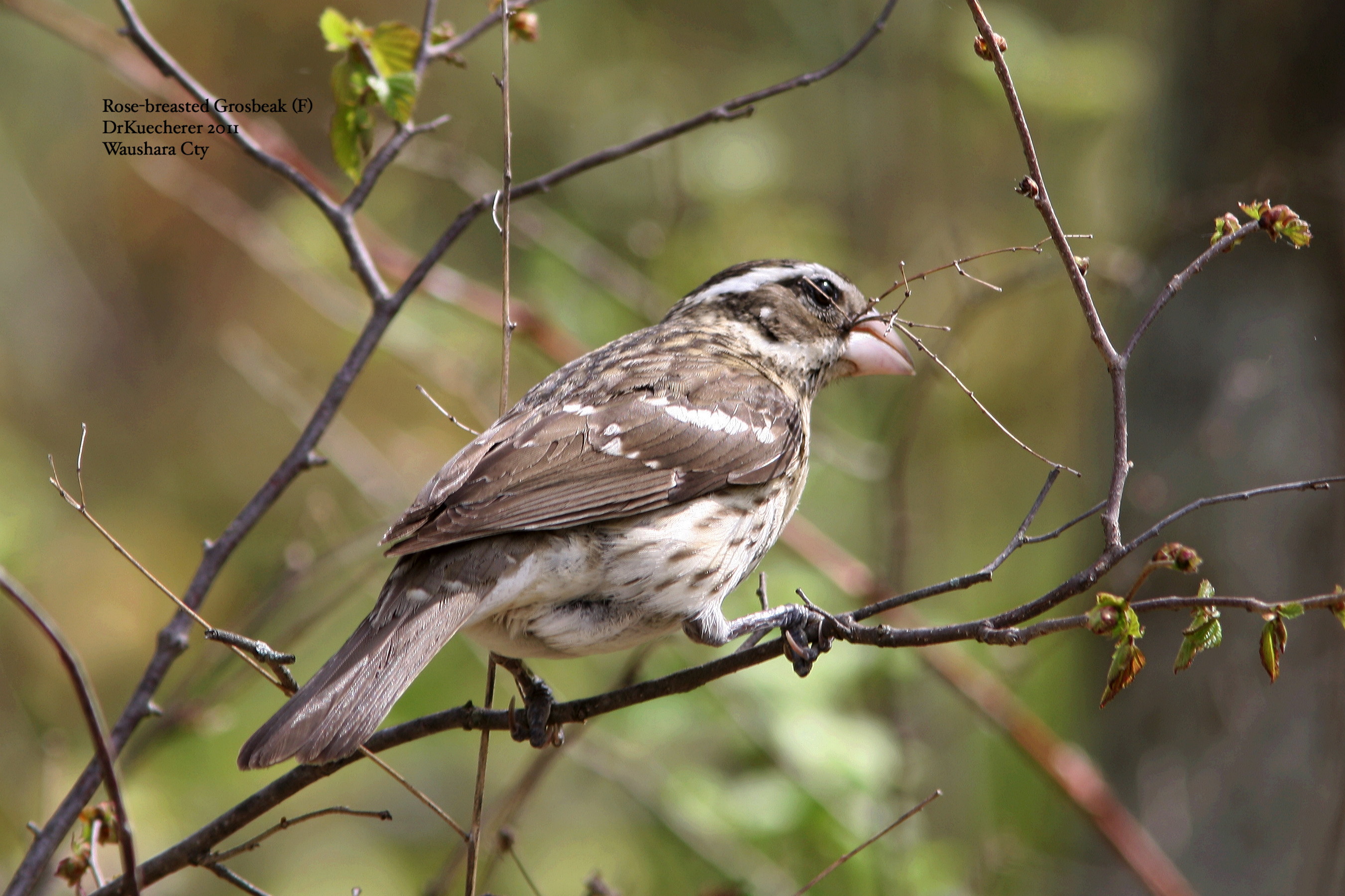 Rose-breasted Grosbeak (F)