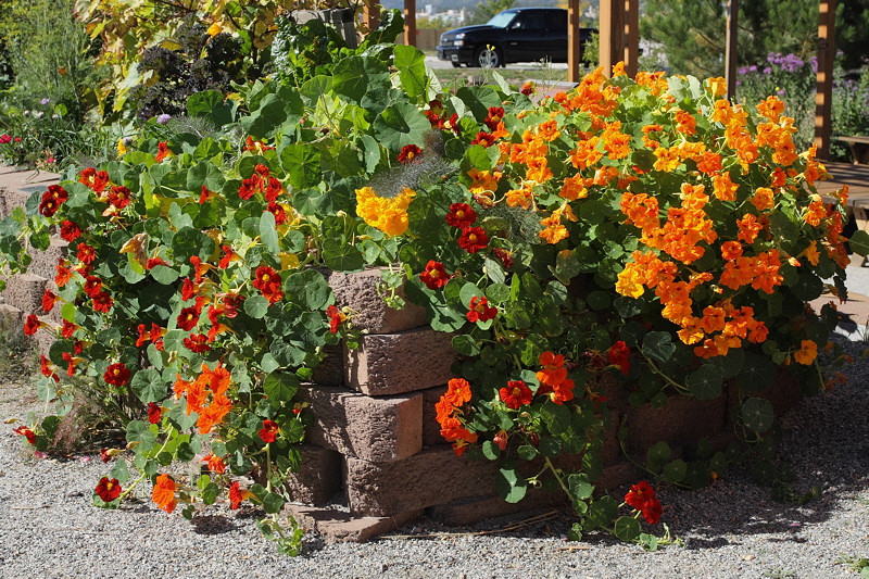 Nasturtium #901 (9947)