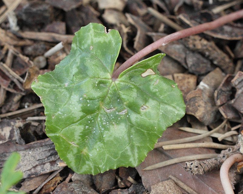 Cyclamen #507 (5078)