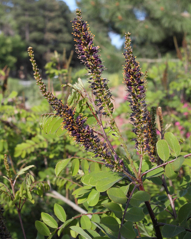 Desert False Indigo #306 (4845)