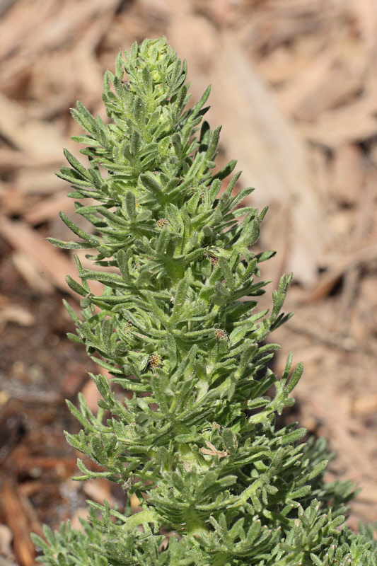 Mystery Artemisia #000 (4975)