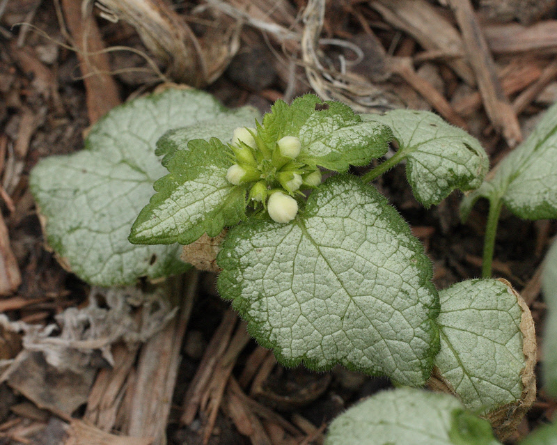 White Deadnettle #848 (5132)