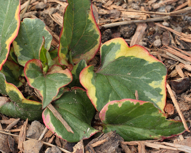 Variegated Ivy #000 (5096)