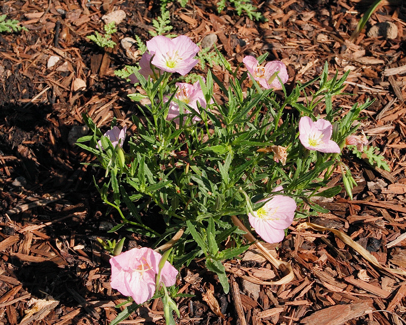 Pink Evening Primrose #855 (2409)
