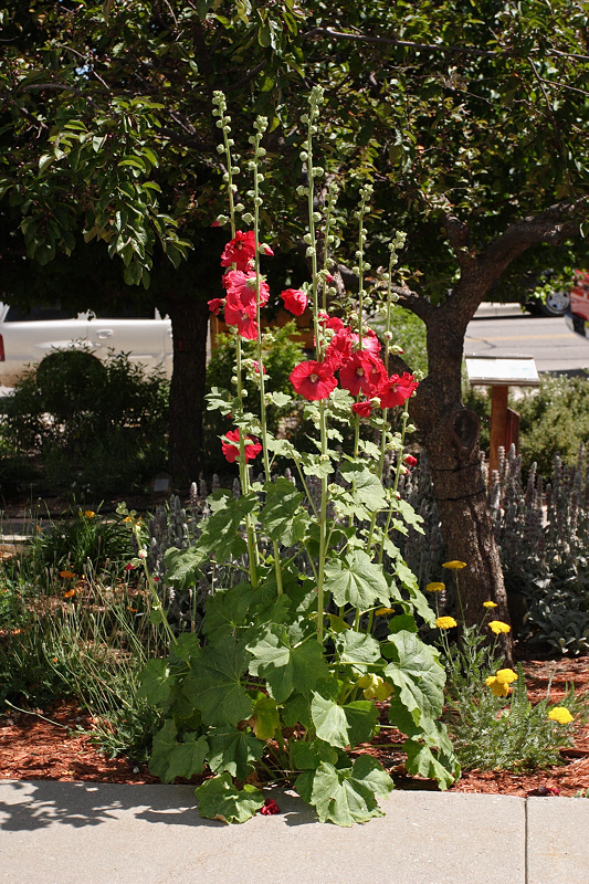 Hollyhock volunteer at 44-T (2477)
