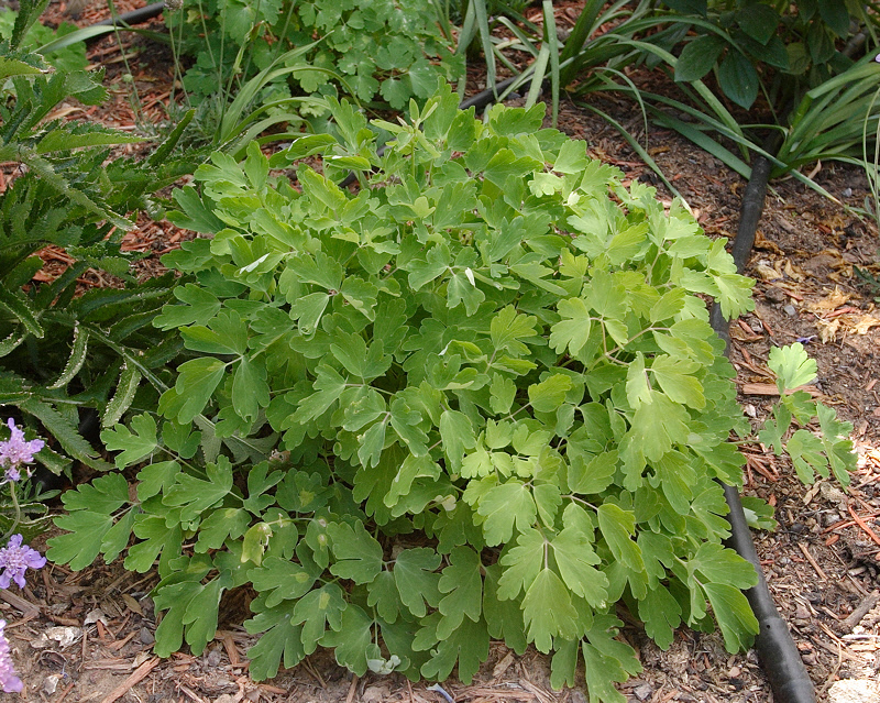 Yellow Columbine #709 (2513)