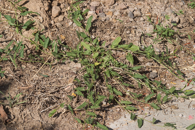 Field Bindweed #210 (2575)