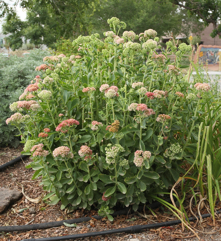 Autumn Joy Sedum #799 (8978)