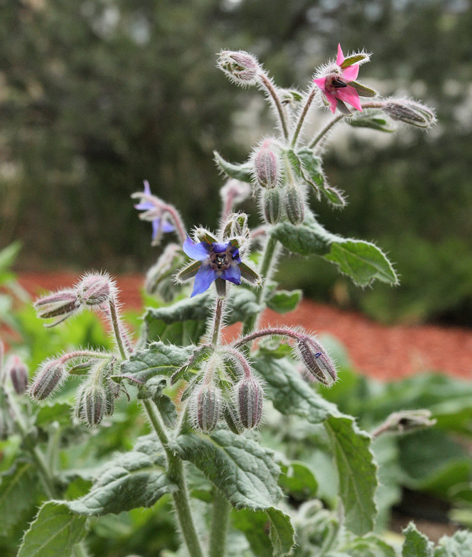 Borage #000 (8999)