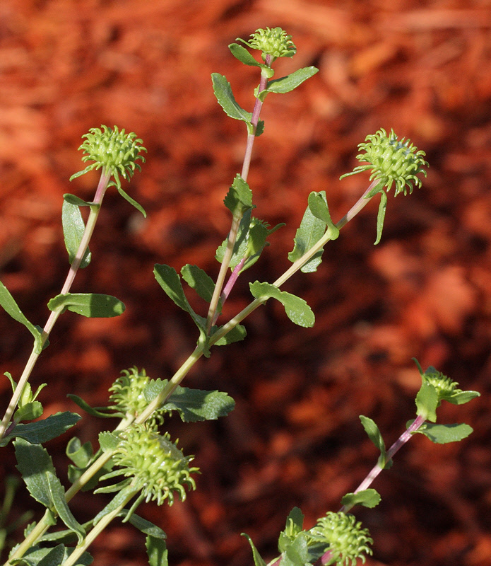 Curlycup Gumweed #201 (9077)