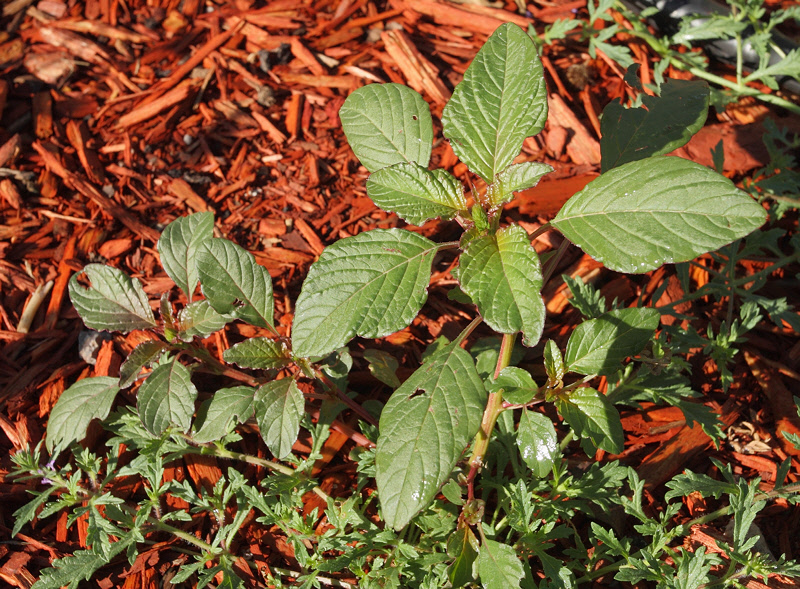Redroot Pigweed #202 (9036)