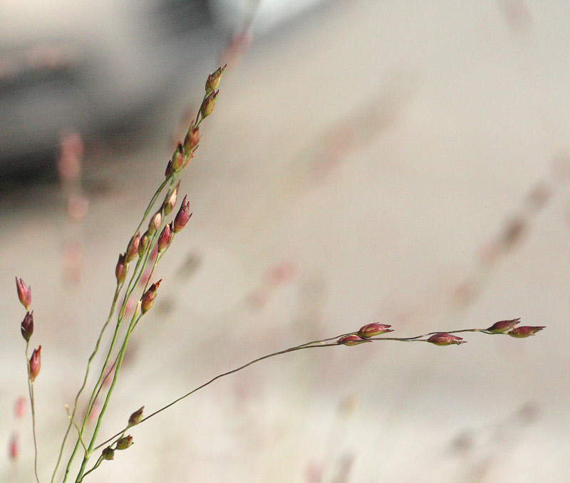 Prairie Dropseed Grass #571 (9130)