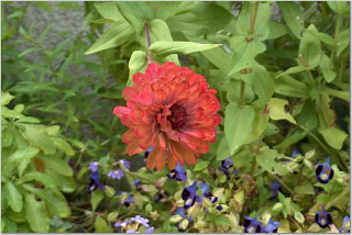 Floral Guatemala 3