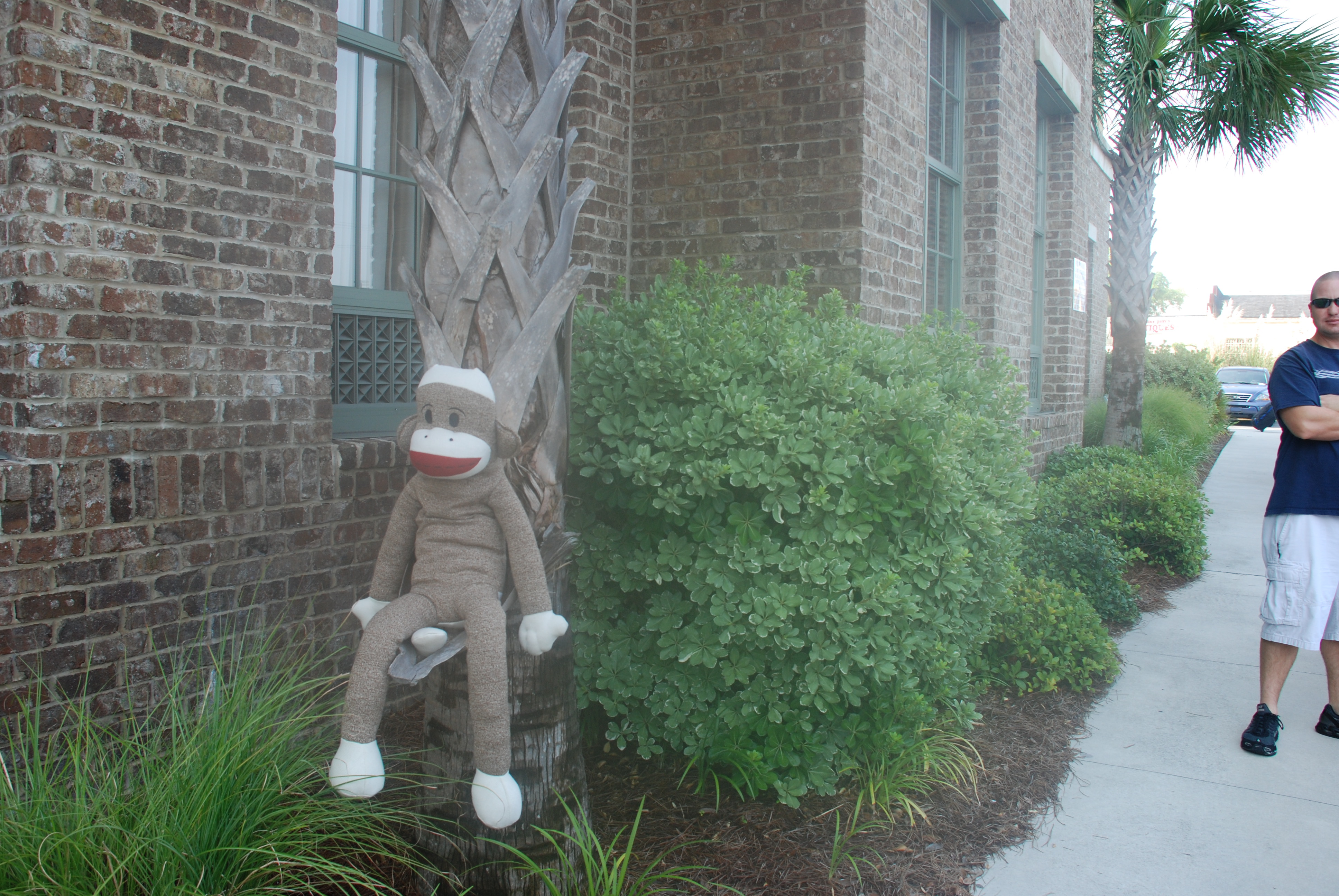 Sock In Savannah
