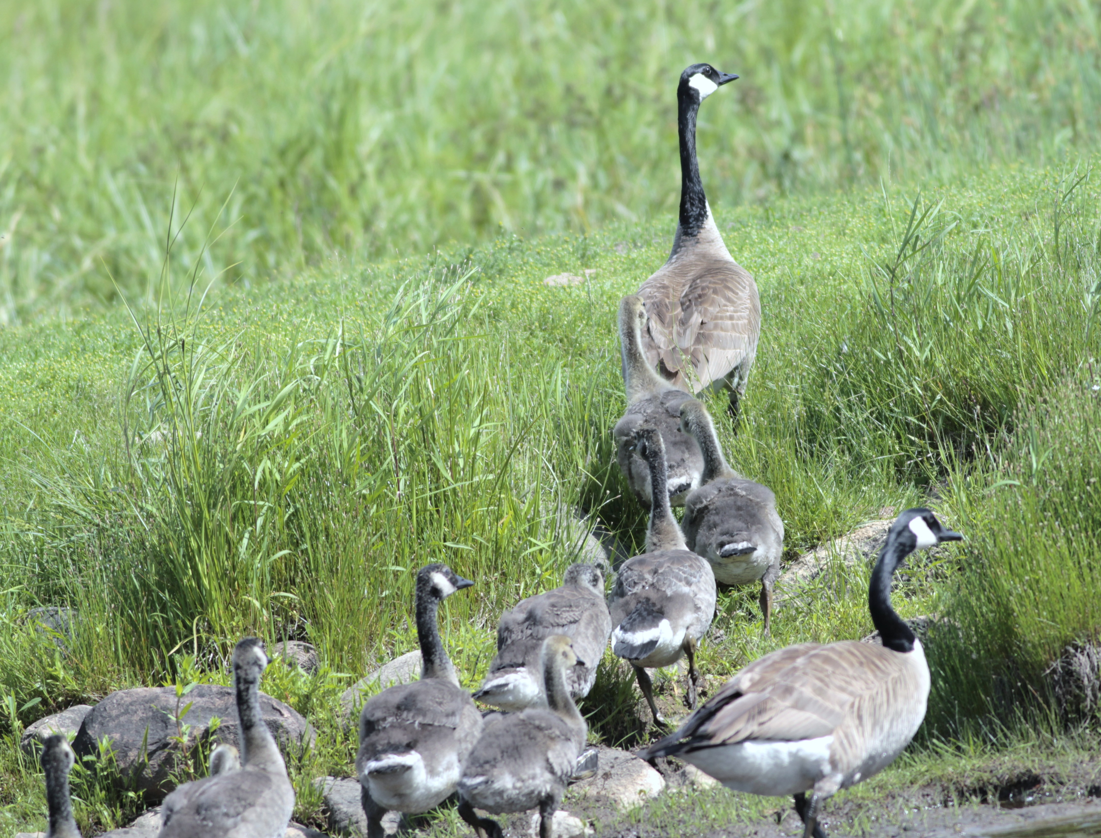 Canada Goose