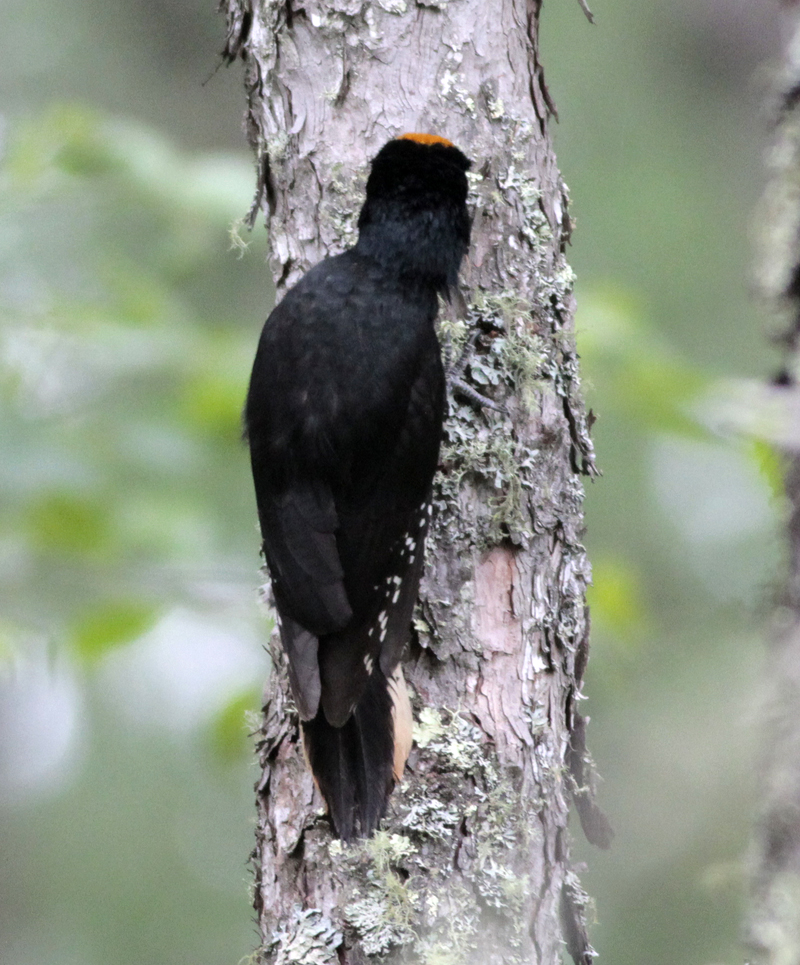 Black Backed Woodpecker 