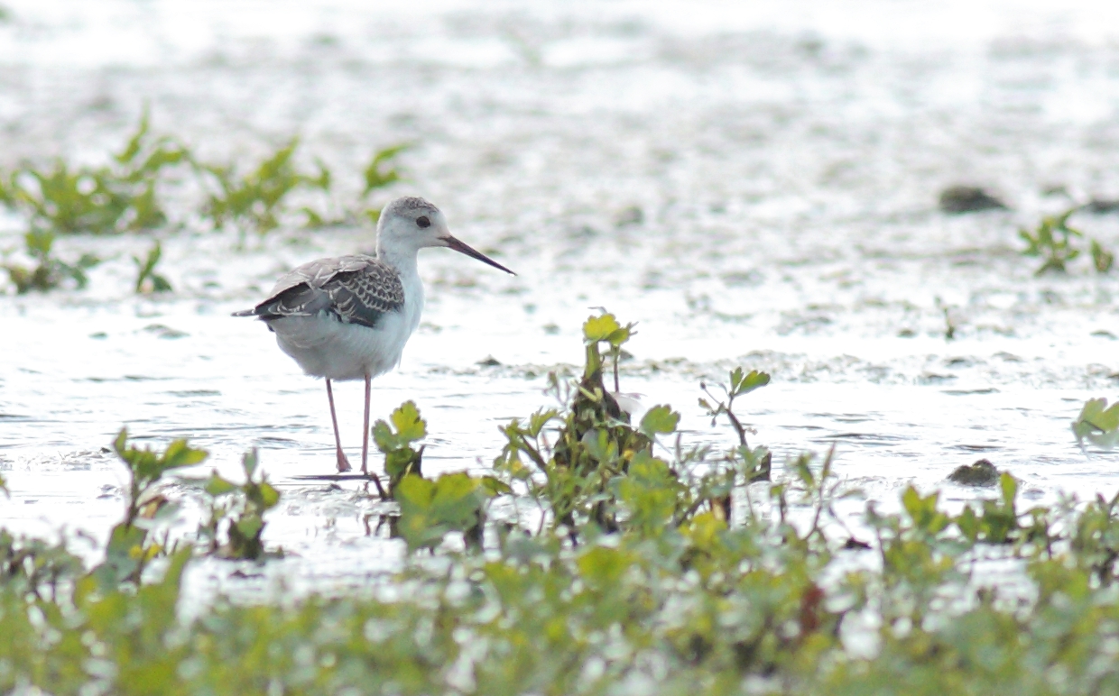 Steltkluut / Black-winged stilt