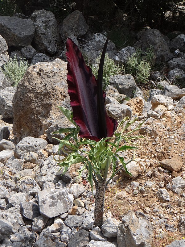 Dragon Arum (Dracunculus vulgaris)