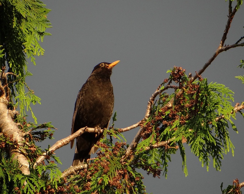 Merel (Common Blackbird)